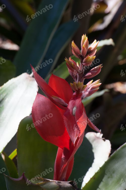 Vorschau: Schöne rote Blumen im Sonnenschein