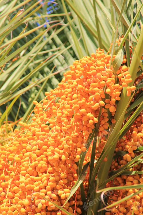 Preview: Dates, Fruit And Tree - Yellow And Green Food From Mother Earth. Delicious Fruit And Food Hang From