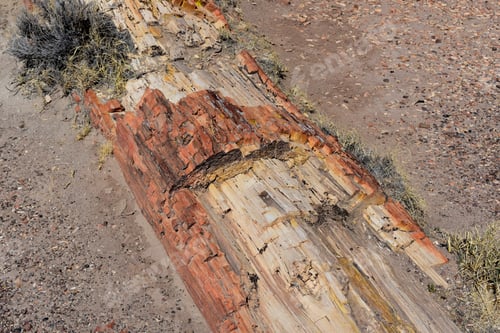 Preview: A Broken Petrified Log With Pieces Chipping Off.