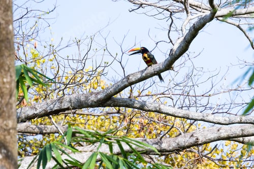 Preview: Fiery Billed Aracari Perched On A Tree In The Costa Rican Southern Pacific
