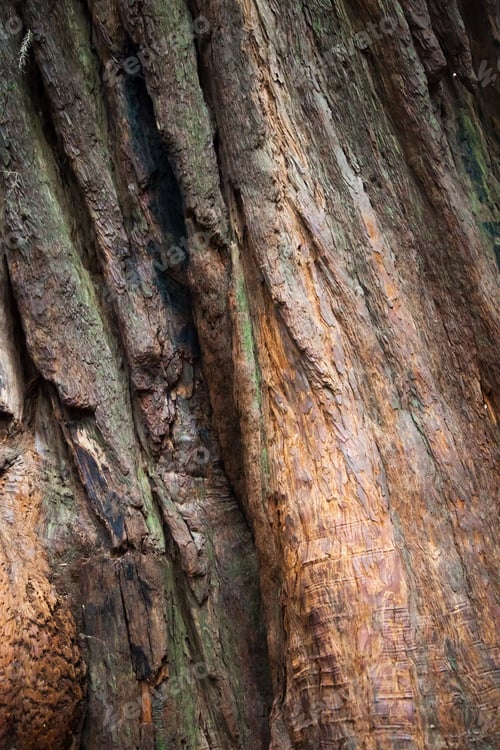Preview: Abstraction From Redwoods In California