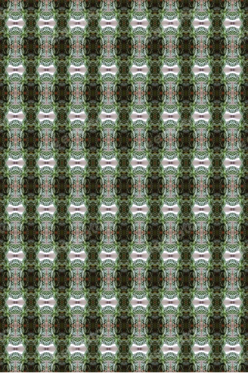 Preview: A Zebra Plant Abstract With Lush White Striped Leaves 0309