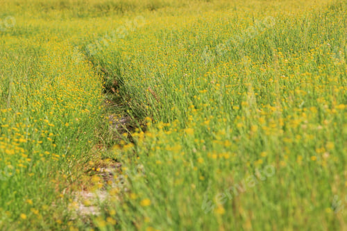 Preview: Two Track Road Of Yellow - Garden Route From Nature
