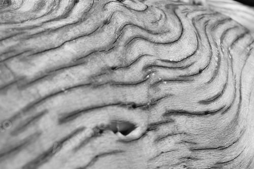 Preview: Wood Curve And Color - Natural Backgrounds - Patterns And Textures In Abstract Beauty