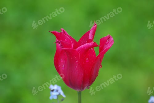 Preview: Spring Garden With A Pretty Dark Pink Tulip Blooming.