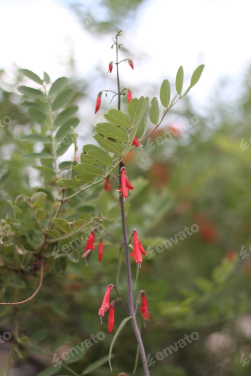 Preview: A Firecracker Penstemon With Pink Flowers
