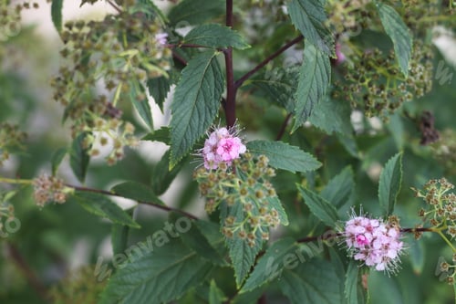 Preview: A Spiraea Meadow Sweets With Tiny Pink Flowers. 3297