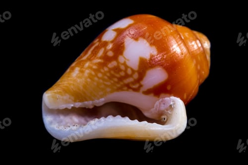 Preview: Beautiful Sea Shell Adorned By Amazing Natural Patterns And Color