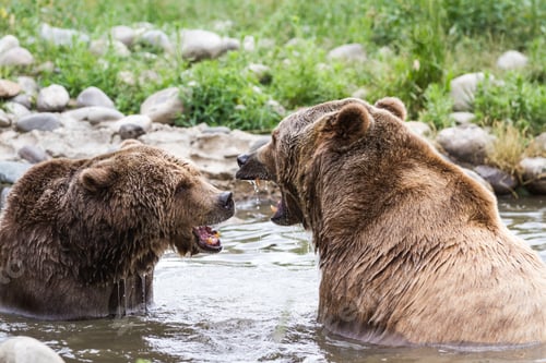 Preview: Two Adult Grizzly Bears With Aggressive Expressions Inside A Pond