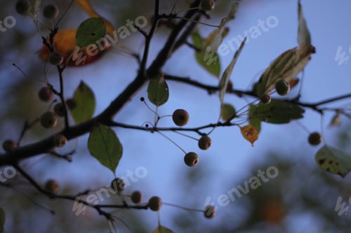 Preview: Silhouettes Of Crabapple Leaves And Berries Against A Colorful Sky. 2705