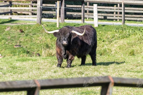 Preview: Close Up Of An Adult Highland Cow In A Field With Fresh Green Grass Late Summer In The Scottish