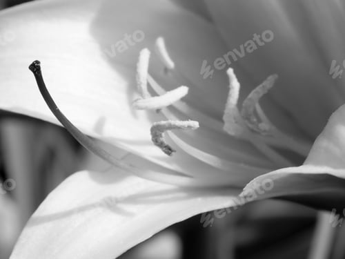 Preview: Lily Flower In Black And White