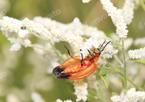 Preview: Wild Insects And Flowers From Africa - The Combretum Bug On White Foam, Or Whitehead Flowers During