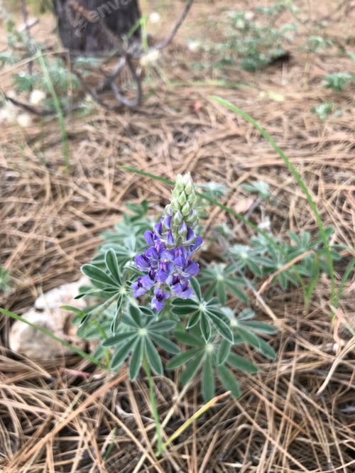 Preview: A Lupinus Sparsiflorus Plant With Flowers 4783
