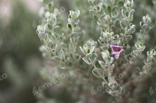 Preview: A Barometerbush Plant With Purple Flowers 0825