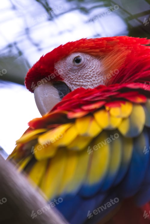 Preview: Close Up Of A Colorful Scarlet Macaw With Beautiful Feathers