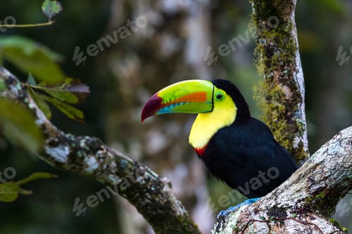 Preview: Close Up Of A Keel Billed Toucan Perched On A Tree Branch In Tropical Costa Rica