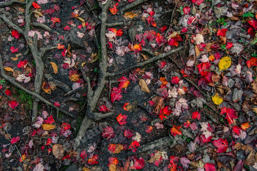 Preview: Colorful Maple Leaves On The Ground In A Forest With Mud And Tree Roots In The Fall. Shot In