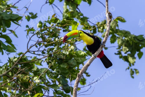 Preview: Keel Billed Toucan Perched On A Tree In The Tropical Rainforest Of Costa Rica