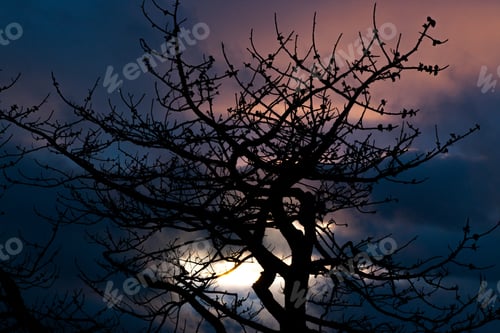 Preview: Bare Tree Limbs Against A Sunrise