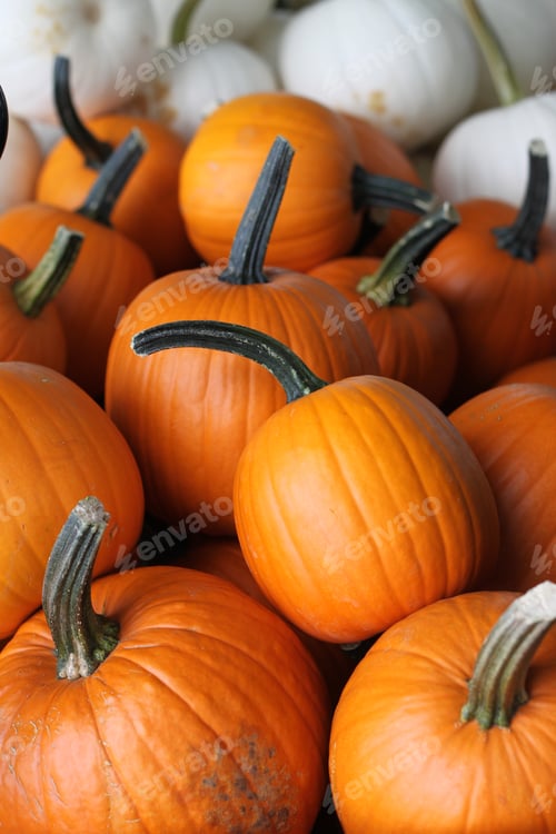 Preview: A Festive Autumn Market Display Of Fall Fresh Orange And White Pumpkin Squash. 2782