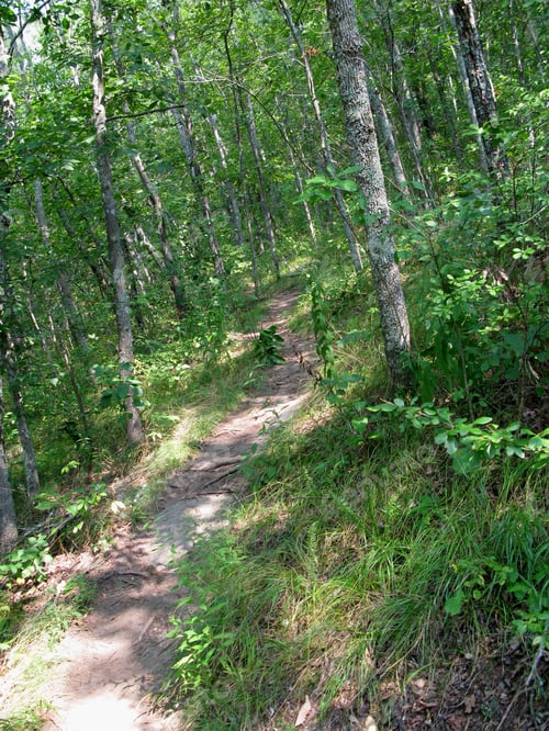 Preview: Path In The Woods, With Sun And Shadow