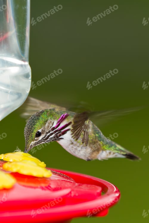 Preview: Beautiful Male Humming Bird Feeding With A Green Out Of Focus Natural Background