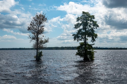 Preview: Solitary Trees In The Lake At The Great Dismal Swamp In Virginia