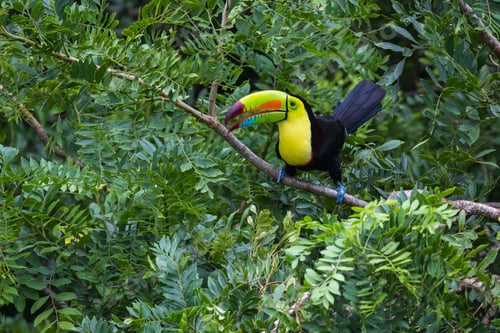 Preview: Keel Billed Tucan Perched On A Tree In The Rainforest Of Costa Rica