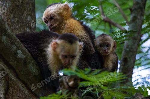 Preview: Mom And Baby White Faced Moneys Relaxing In A Large Tree In The Costa Rican Rainforest