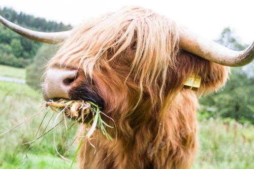 Preview: Close Up Of A Brown Highland Bull In Fresh Green Pastures In The Scottish Highlands