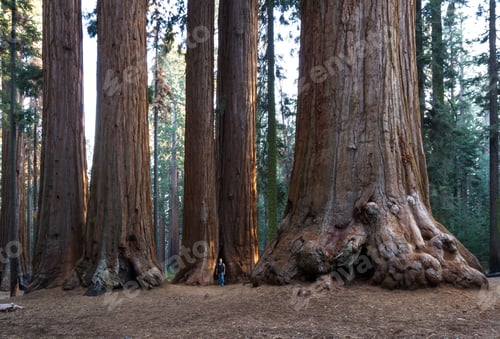 Preview: Big Sequoias In A Group With A Man Standing At The Base To Get An Idea Of The Size Of This Trees