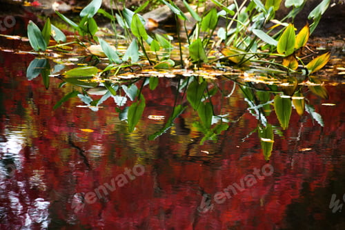 Preview: Autumn Tree With Colors Reflected In Water
