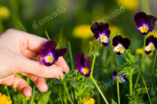 Preview: Female Hands Picking Beautiful Purple Pansies On A Warm Sunny Afternoon