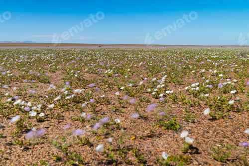 Preview: Landscape Of The Atacama Desert In Its Unusual Time Of Flowering Due To The Rains. North Of Chile