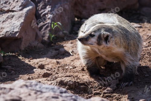 Preview: Close Up Of A Wild Badger In Red Rock Dirt