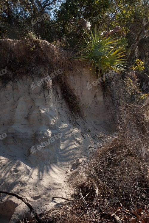 Preview: Palm Tree Falling Down A Bank