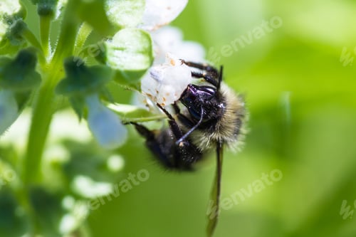 Preview: Macro Of A Bee Feeding On A Flower Pollinating Other Plants In Springtime