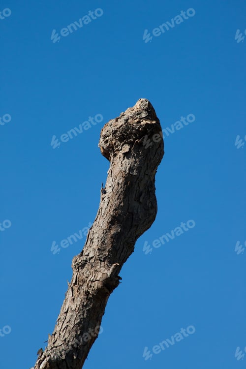 Preview: Stick In The Sunshine Against A Blue Sky