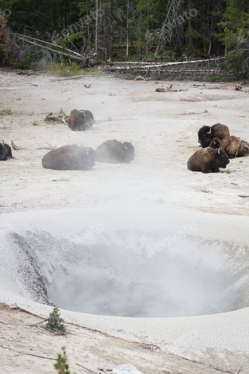 Preview: Disown Or Buffalo Heard Near A Steam Vent In Yellowstone With Sulfur And Other Minerals Flowing In