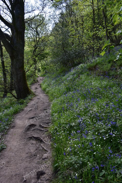 Preview: Blooming Wildflowers Along A Woodland Hiking Path.