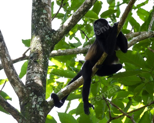 Preview: Close Up Of A Howler Monkey Up A Tree In The Rainforest Of Costa Rica
