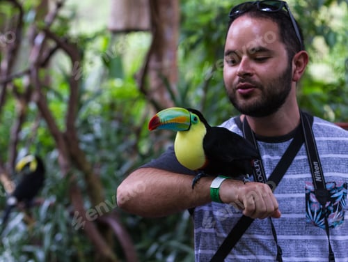 Preview: Alajuela, Costa Rica - May 02: Toucan In A Posing With Tourists In A Wildlife Refuge. May 02 2016