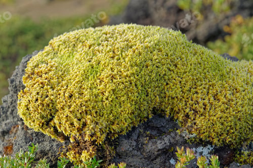 Preview: Rocks With Mosses Fissidens Set Naturally