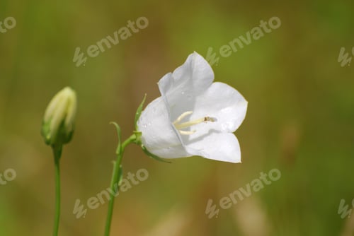 Preview: Beautiful Flowering White Balloon Flower In A Garden.