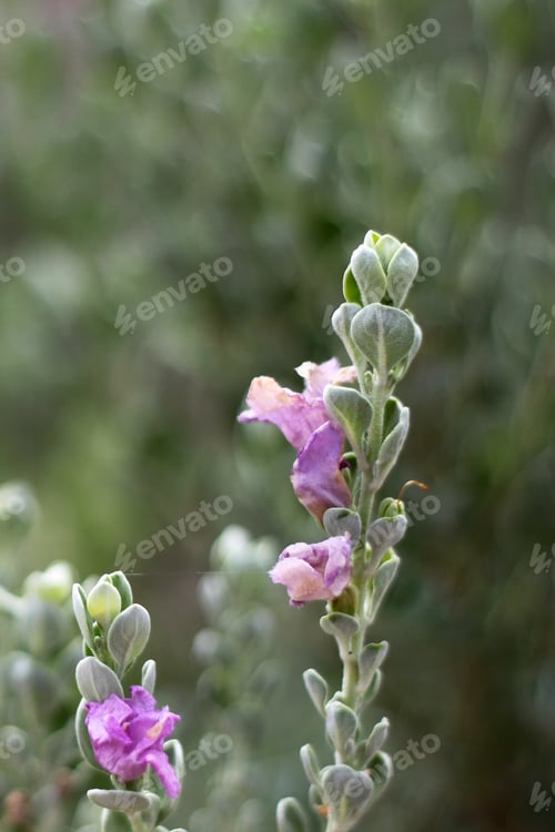 Preview: A Leucophyllum Fructescens Cenizo Plant With Purple Flowers 0771