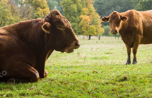Preview: Large Cow Facing Sideways And Resting In Meadow In Cotswolds Area Of England