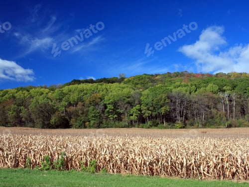 Preview: Corn Crop In Minnesota At Fall Season