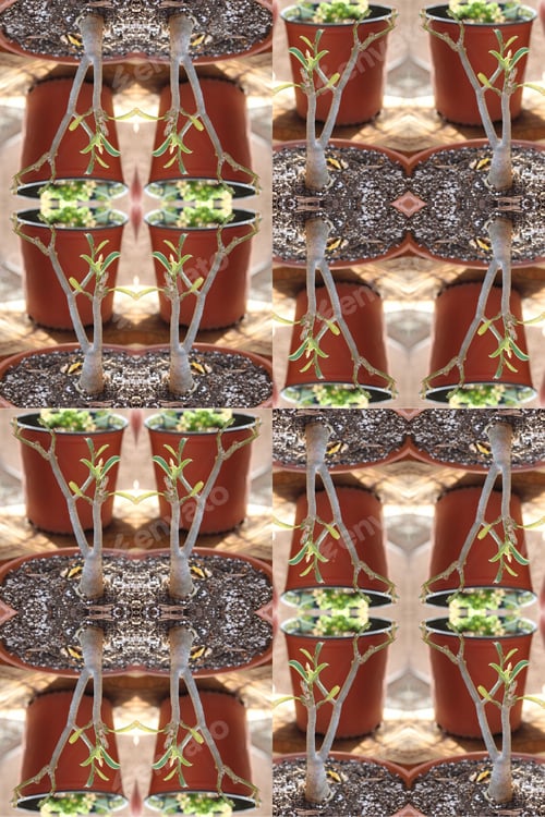 Preview: A Small Adenium Plant Abstract 0216