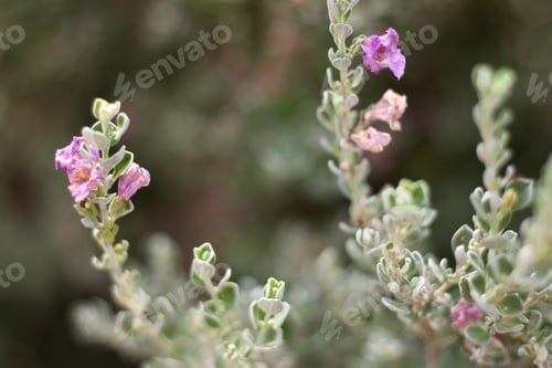Preview: A Leucophyllum Fructescens Cenizo Plant With Purple Flowers 0762